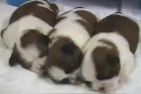 可爱狗狗Baby成长记，从小奶球变成小毛球视频封面