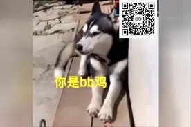 二哈真的成了精！和人讲人话，和鸡讲鸡话