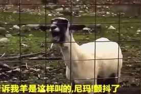小时候老师告诉我羊是咩咩地叫，现在才发现老师骗了我！视频封面