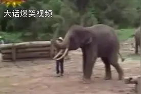 大象玩杂技，动物的灵性无限想像！图片