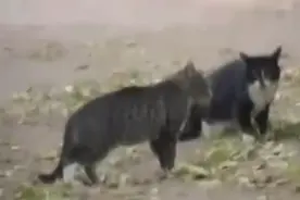 两只愤怒的猫在打架，狗狗看不过眼了，最后前来拉架！图片