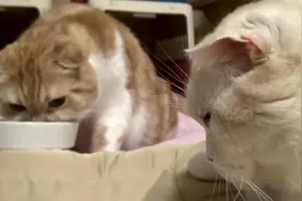 这个猫咪太任性 只吃手上的食物不吃盆里的