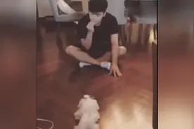来看看陈赫家的狗狗 究竟是什么品种？视频封面