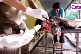 一只狗狗面部受伤溃烂见骨躲在洞里等待死亡结果幸运被救