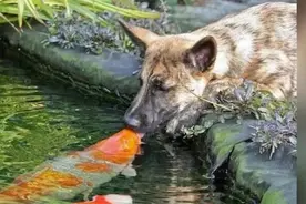 狗狗每天去池塘边喝水，原来是因为自己的小情人在那边