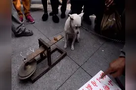 小狗街头献艺，20以内算术一题不错视频封面