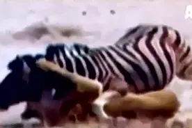 精彩的狩猎斑马现场，狮群配合作战图片