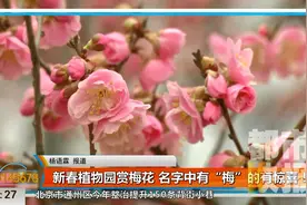 新春植物园赏梅花 名字中有“梅”可免费领取门票一张视频封面