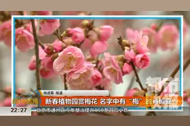新春植物园赏梅花 名字中有“梅”可免费领取门票一张视频封面