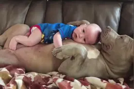 刚出生的婴儿抱回家的时候，怎么狗狗都知道这是小主人呢?