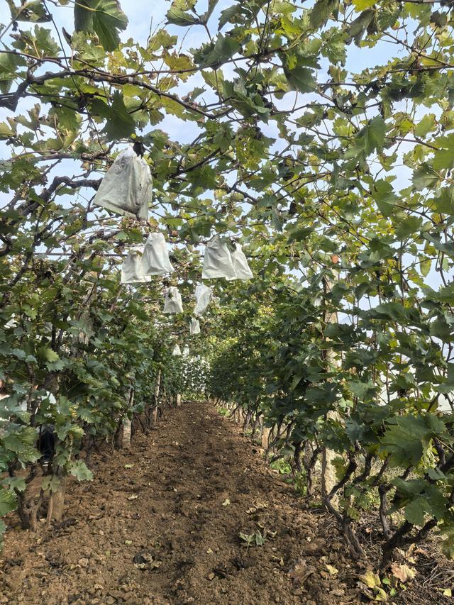 宝马i3/i5 赴一场山海葡香的青岛-大泽山自驾之约