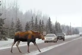 麋鹿测试72km/h就很高了，成绩越高车越好？图片