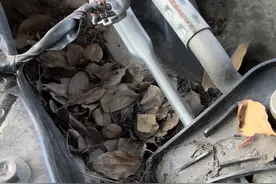 经常停在树下，汽车这两个位置就成了“垃圾堆”！太恶心了！图片