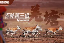 五人双皮卡，探秘羌塘无人区（下）视频封面