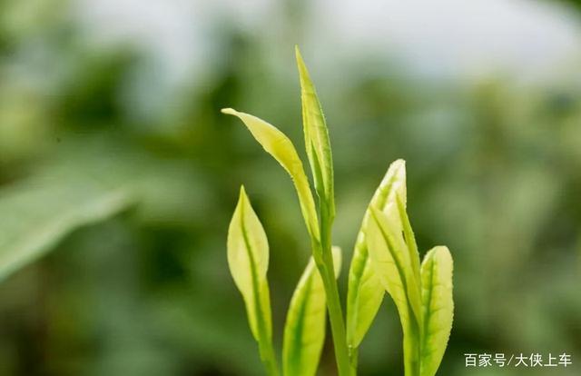 畅游安吉白茶原产地，与凡尔赛C5 X共品山奢之美