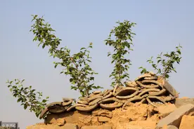 小说：揭密明朝锦衣卫，看其到底有多邪恶？图片