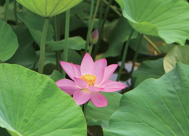 莲（荷花、水芙蓉、芙蕖） Lotus