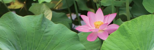 莲（荷花、水芙蓉、芙蕖） Lotus