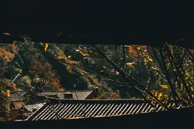 第八章 收养图片