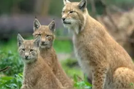 第1章 经典黑洞 引力使光无法逃逸图片