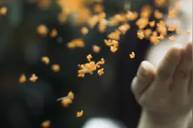 郭震《惜花》图片