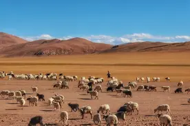 11 CHICKENS小鸡图片