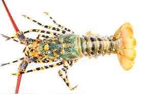 为什么糖给人类带来愉悦的同时，却又成为引发战争的关键因素图片