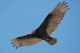 4 条款与条件图片