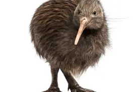 干冰放到密闭空间里会发生什么？图片