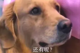 主人让金毛表演肚子疼, 金毛立马小声哼唧, 太可爱了吧