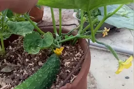 没用的桶、废弃的洗澡盆，摇身一变成为种植花果蔬菜的好帮手视频封面