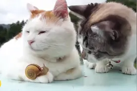 别动！这只蜗牛是我的宠物！~两只猫咪面对蜗牛截然不同的反应视频封面