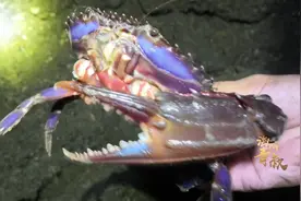 赶海有毒，这螃蟹的诱惑太激情了！赶海来不来？