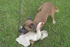 狗狗与鹅打得难解难分，最后狗狗认怂了视频封面