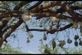 哇这鸟筑的巢像挂在树上的灯笼一样视频封面