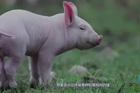 吃了这么多年猪肉，猪为什么是粉色的？科学家真是什么都研究