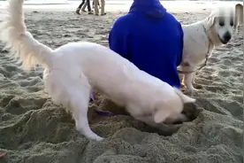 主人带狗狗去沙滩上玩，狗狗一个劲的在刨坑，可忙了视频封面