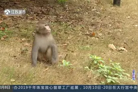 茅山野猴子已经被逮捕，罪名是：伤人。视频封面