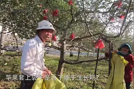 探访陕北果农才知道，苹果开始都是白色的，红色是取袋后才有的视频封面