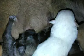 小奶狗吃奶样子又猛又急，十分可爱。