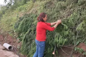 兰姐用1种树枝熬水给老妈洗头，可生发，黑发，坚持洗效果显著