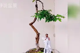 精美绝伦的文人黄荆盆景欣赏，蜿蜒曲折的造型，意境优美人见人爱视频封面