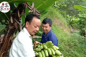 农人超哥去山里割香蕉，一串差不多40斤，几个人分才吃得完！