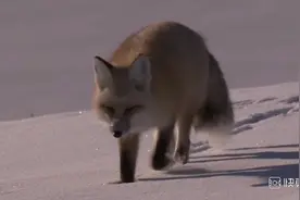 美国国家公园黄石公园的冬季，极致的美与极致的恶天堂与炼狱共存视频封面