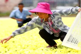 江西：特色种植助推农业发展 中药材产业成可持续富民产业视频封面