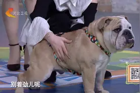 为何有时哈士奇不认主人呢？专家：恰恰相反，哈士奇非常认主人