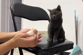 仓鼠被猫咪咬，铲屎官魂都飞走了，男主人给猫好好的教育了一顿视频封面