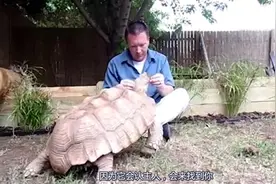 苏卡达龟堪称“行走的坦克”，是公认最好养的陆龟，还能陪你到死