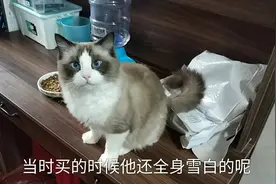 有了宝宝后，把布偶猫放在小房间里养了一段时间，看看现在怎么样视频封面