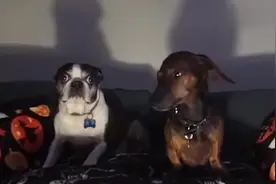 2只狗狗正在看恐怖片，墙上的影子有点奇怪，结果会怎样视频封面